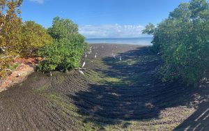 An inlet to Robinson Preserve clogged by algae.