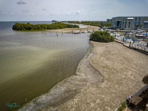 An algae bloom darkening the waters of the bay.