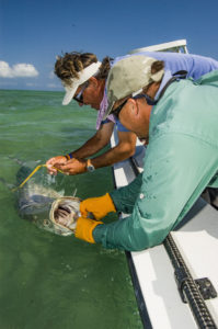 Two fishermen work to remove a hook from the mouth of a tarpon while leaving the tarpon in the water next to the boat.