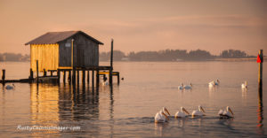 White Pelicans glide past an old stilt ice house in the bay by the Village of Cortez.